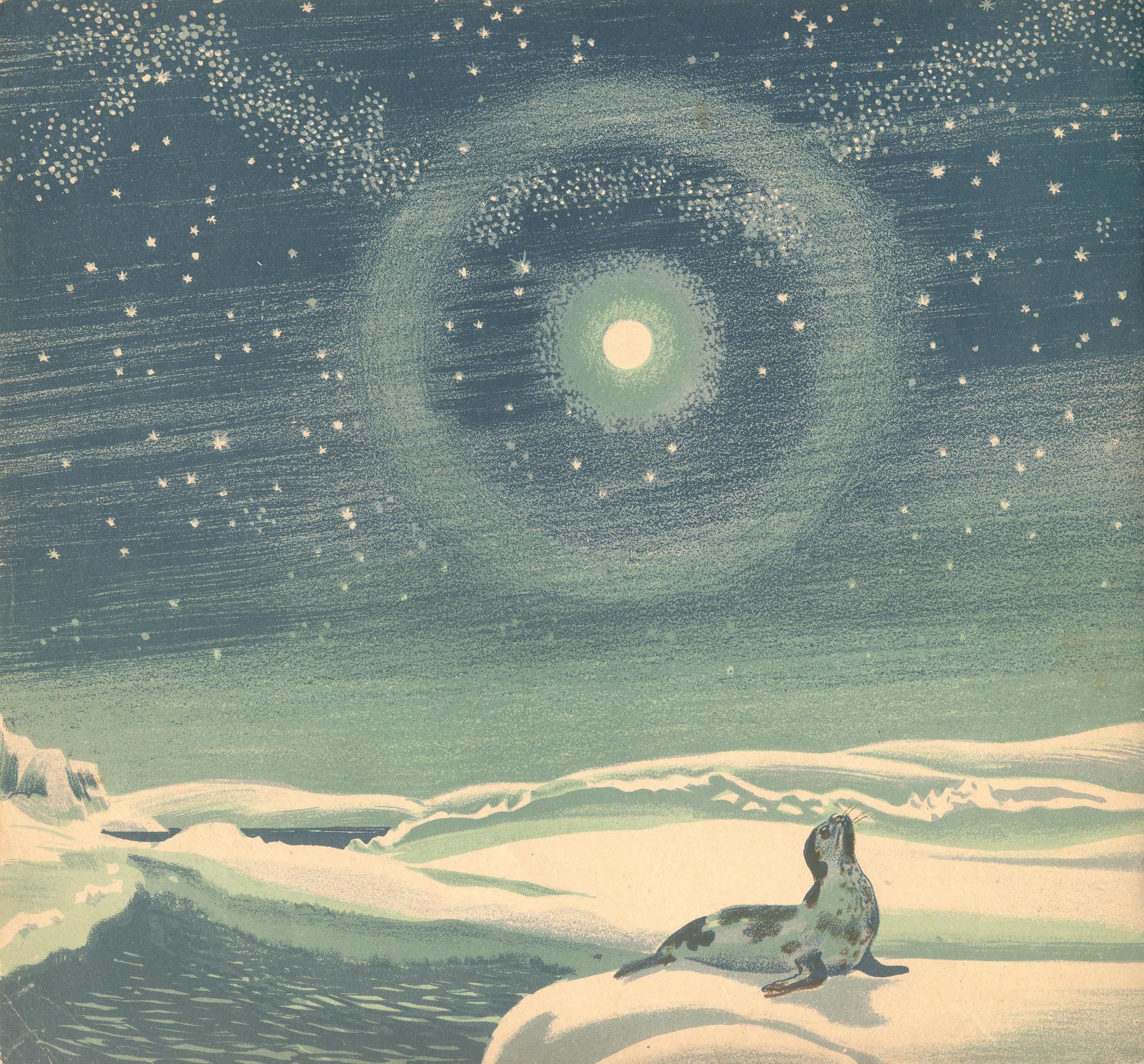 A Seal's Arctic Night
