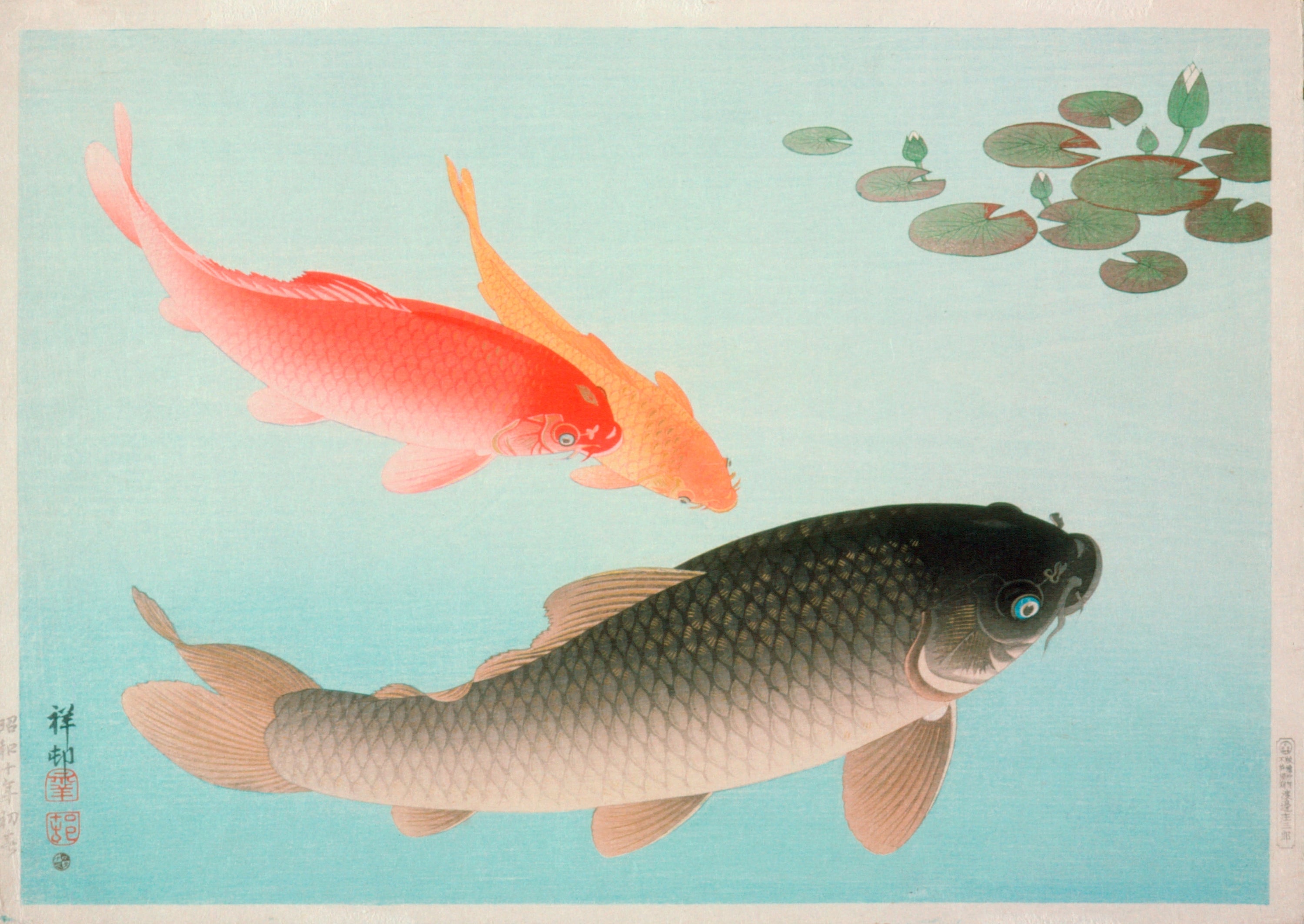 Common And Golden Carp