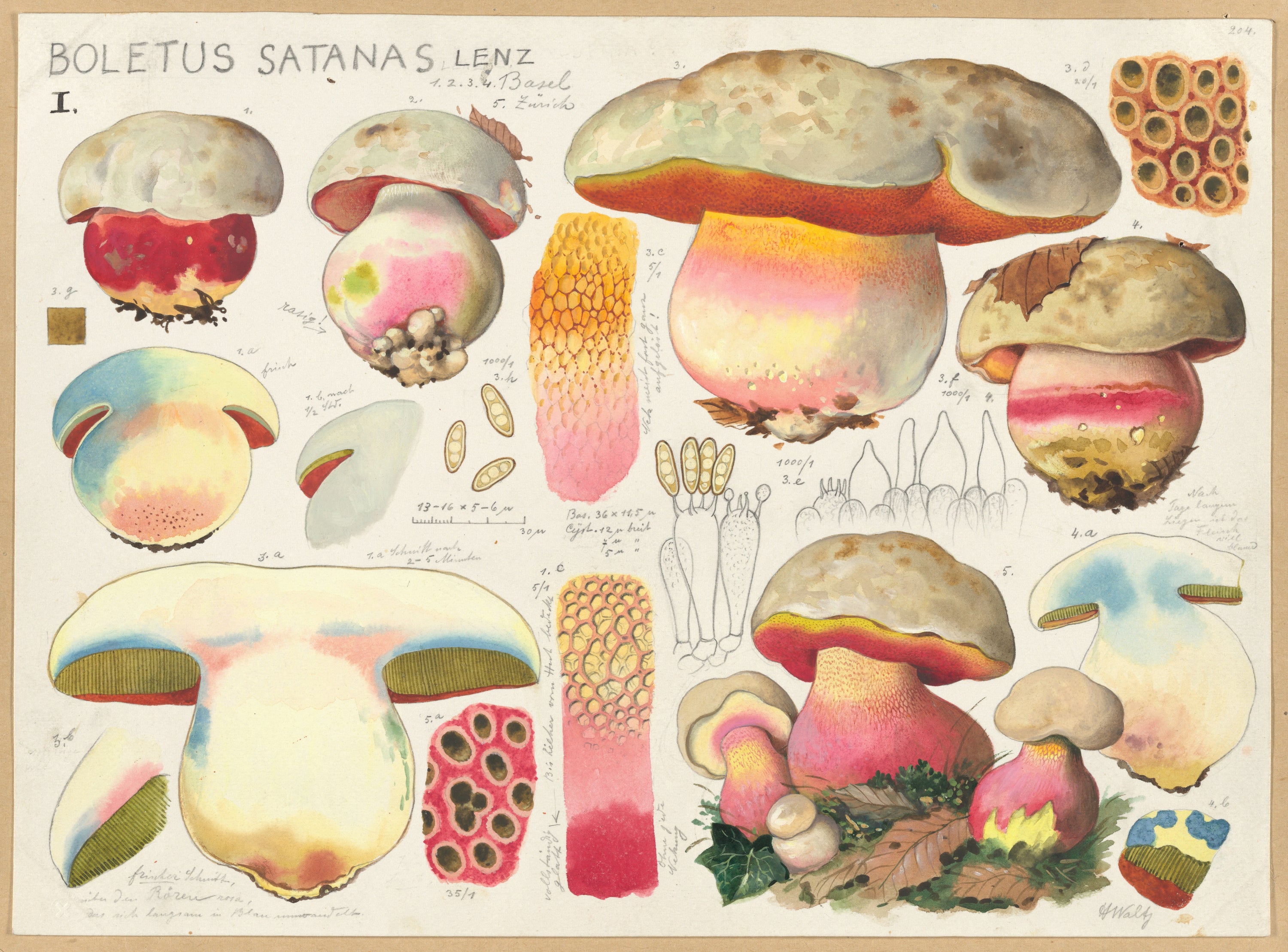 Boletus Satanas